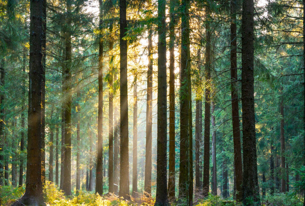 Groupement Forestier (GFF et GFI)