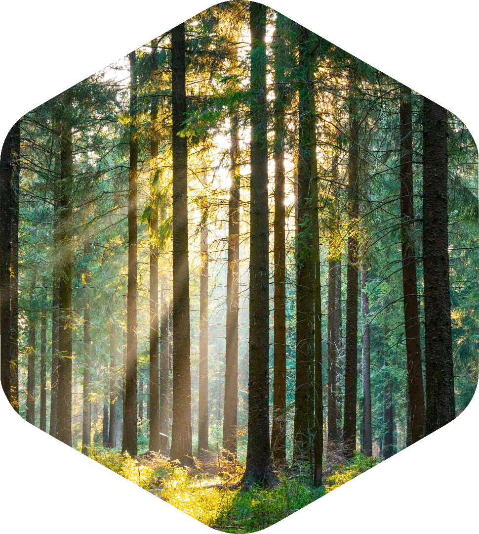 Vue d'une forêt de pins, des rayons du soleil passant à travers les arbres